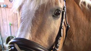 Innovativer Reitsattel