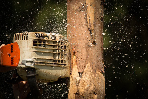 Holz mit Motorsäge
